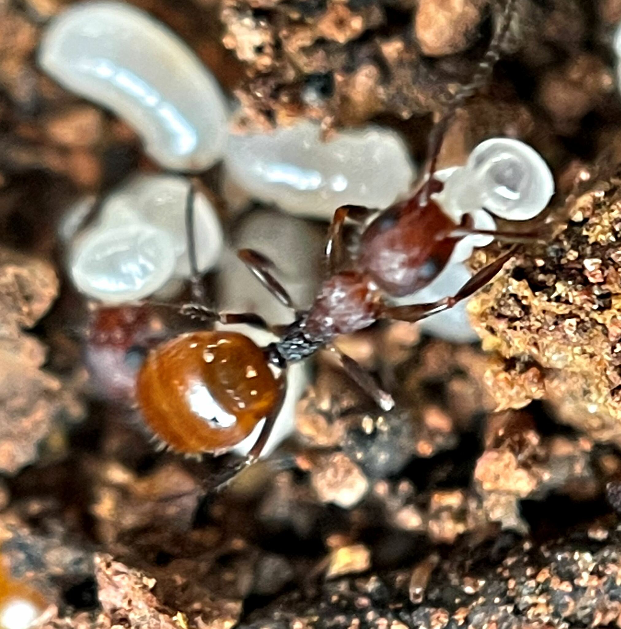 Dolichoderus omicron