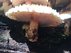 Pholiota