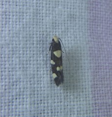 Limnaecia tetraplanetis