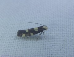 Limnaecia tetraplanetis