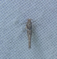 Pyroderces