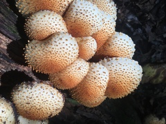 Pholiota