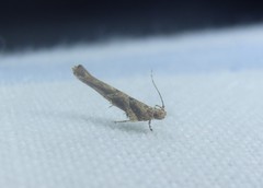 Pyroderces