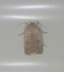 Proteuxoa hypochalchis