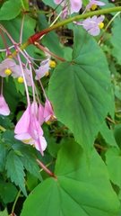 Begonia grandis