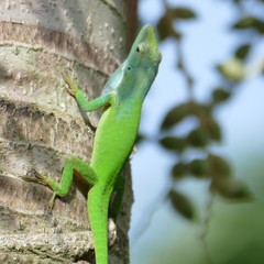 Anolis callainus