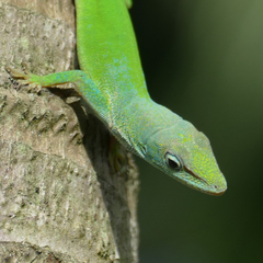 Anolis callainus