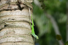 Anolis callainus