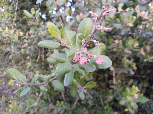 iNaturalist observation photo of lemonade berry