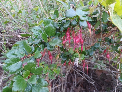 iNaturalist observation photo of Fuchsiaflower Gooseberry
