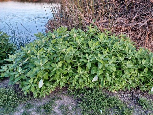 iNaturalist observation photo of California mugwort