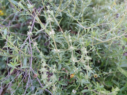 iNaturalist observation photo of black sage
