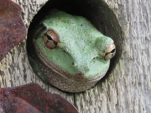 Cuban Tree Frog photographed in Florida