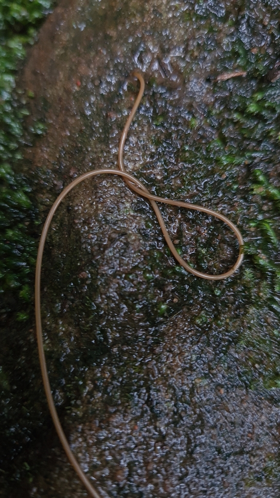 Gordioidea from Dural NSW 2158, Australia on March 27, 2023 at 1116 AM