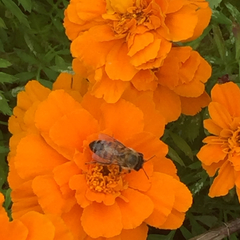 Apis mellifera