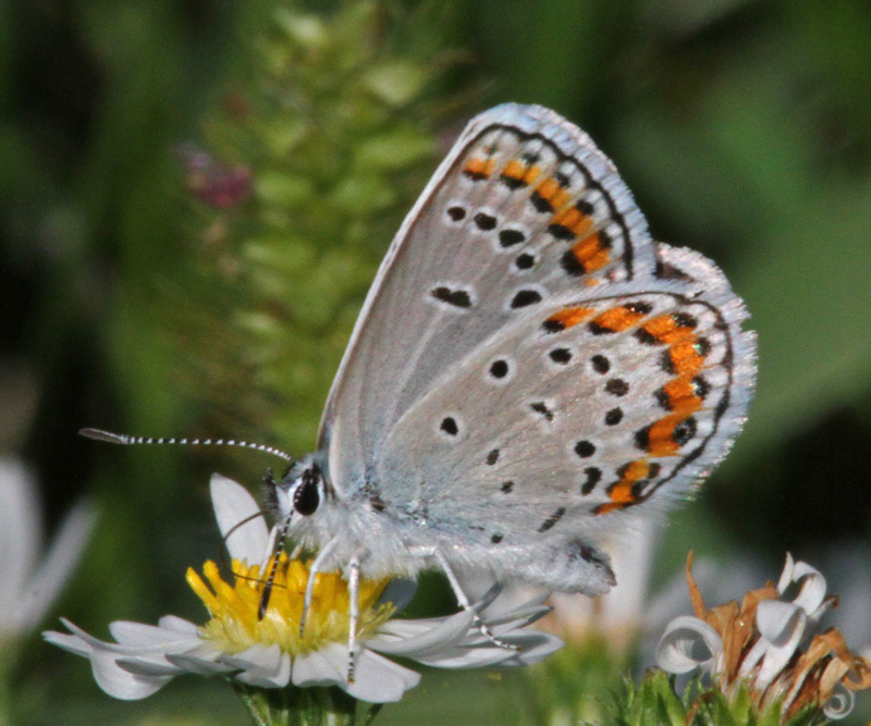 Melissa Blue in September 2018 by DianaTerry Hibbitts. Slip Bluff County Park · iNaturalist