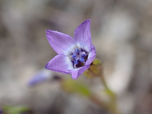 Little gilia (Gilia minor)