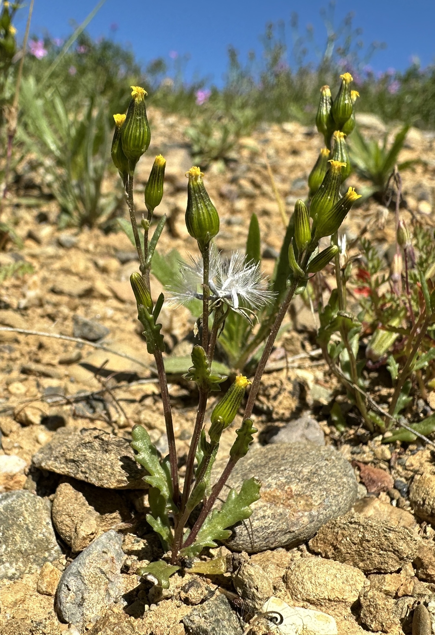 Senecio aphanactis