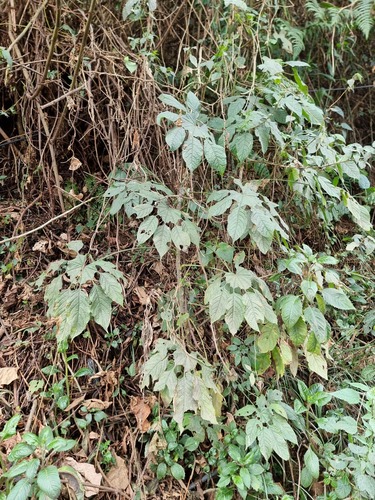 Trevesia palmata, photograph 6