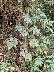 Trevesia palmata, photograph (c) Daniel Cahen, some rights reserved (CC BY)
