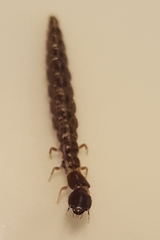 Raphidiidae