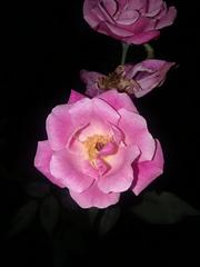 Camellia hiemalis