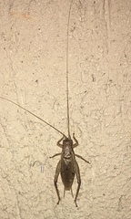 Hapithus saltator