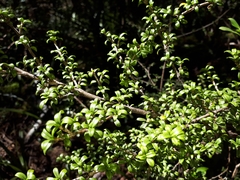 Coprosma pseudocuneata