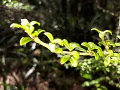Coprosma pseudocuneata