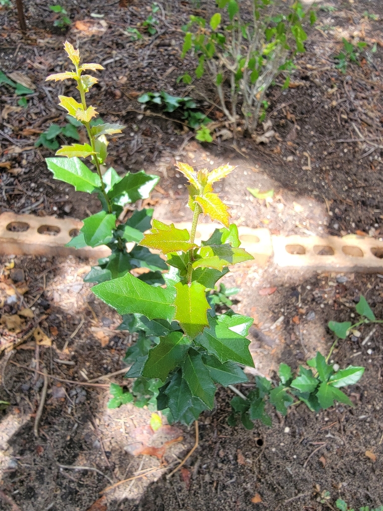 Texas live oak from Clyde, TX 79510, USA on August 11, 2022 at 02:31 PM ...