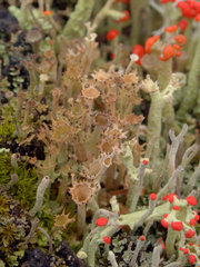 Cladonia phyllophora