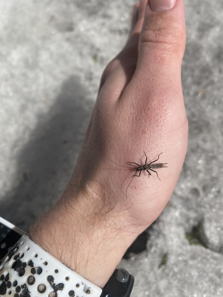 Canadian Willowfly