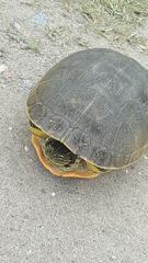 Deirochelys reticularia chrysea