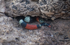 Argentinian Coral Snake photo 2