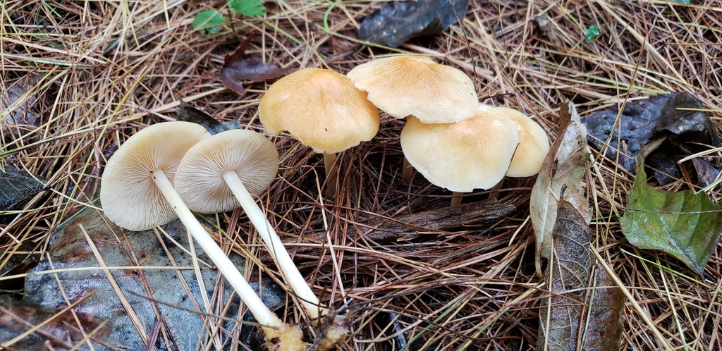 Orange-yellow Marasmius