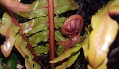 Blechnum brasiliense