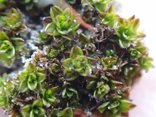 Image of Rib-leaf Moss by no rights reserved