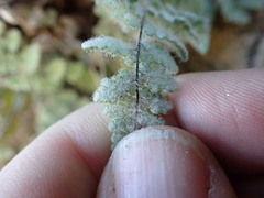Myriopteris parryi image