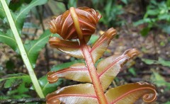 Blechnum brasiliense