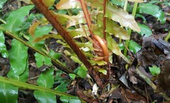 Blechnum brasiliense