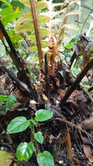 Blechnum brasiliense