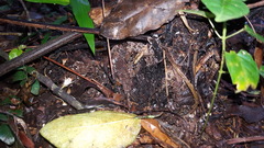 Blechnum brasiliense