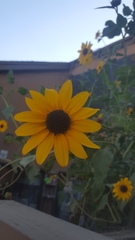 Helianthus