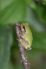 Hyla avivoca