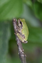 Hyla avivoca