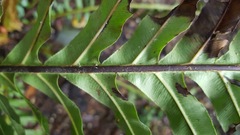 Blechnum brasiliense