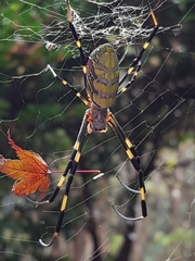 Trichonephila clavata