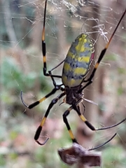 Trichonephila clavata