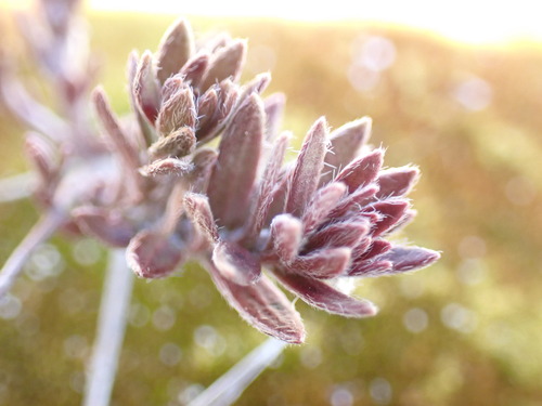 Image of Lechea maritima by (c) W Rao, some rights reserved (CC BY)