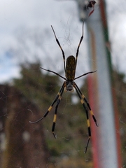 Trichonephila clavata